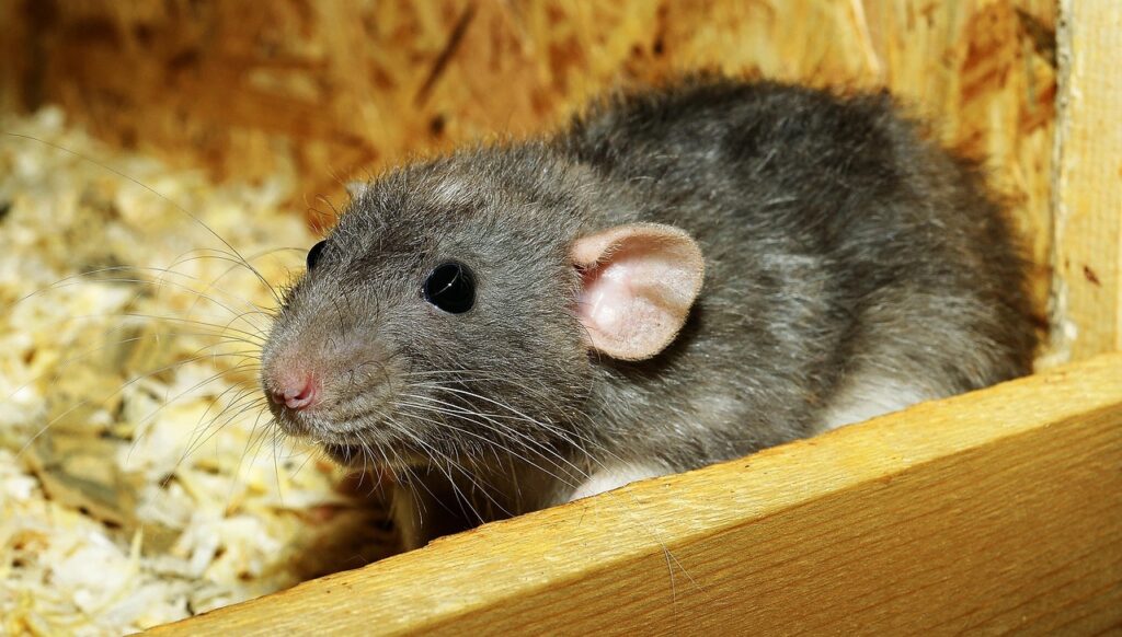 rat, female, color rat, rodent, domestic animal, cute, fun, fur, attractive, pretty, tame, friendly, smiling, rat, rat, rat, rat, rat